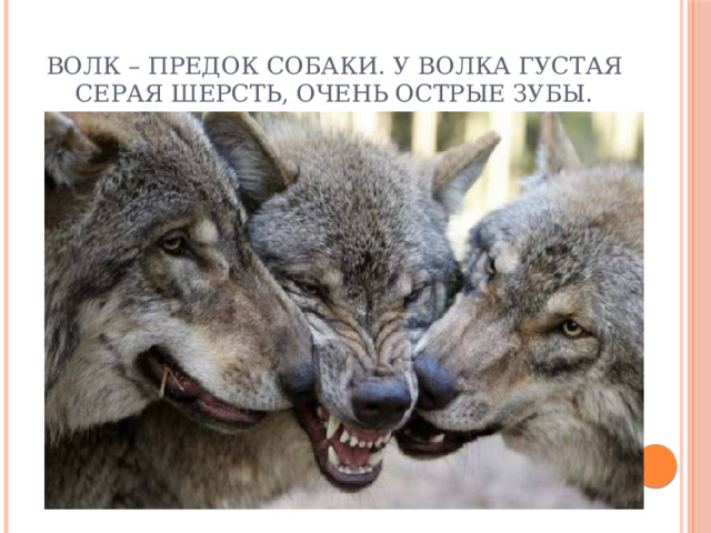 Волк – предок собаки. У волка густая серая шерсть, очень острые зубы. 