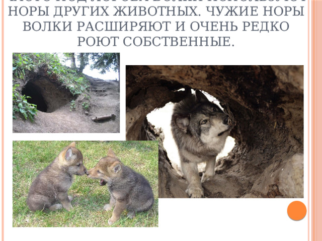 Часто под логова волки используют норы других животных.  Чужие норы волки расширяют и очень редко роют собственные. 