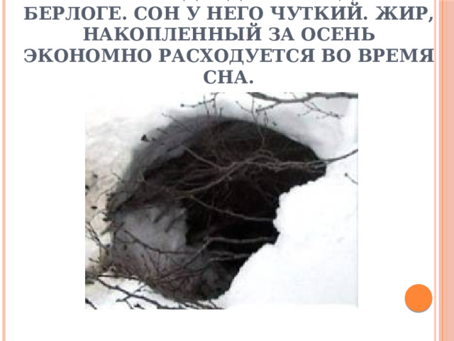 Зиму – самое голодное суровое время – медведь проводит в берлоге. Сон у него чуткий. Жир, накопленный за осень экономно расходуется во время сна. 
