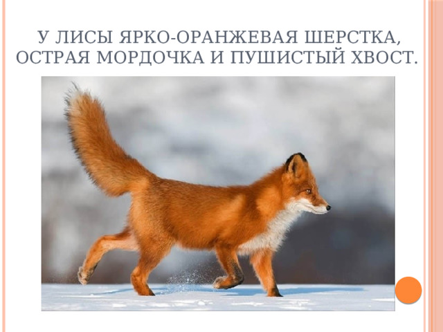 У лисы ярко-оранжевая шерстка, острая мордочка и пушистый хвост. 
