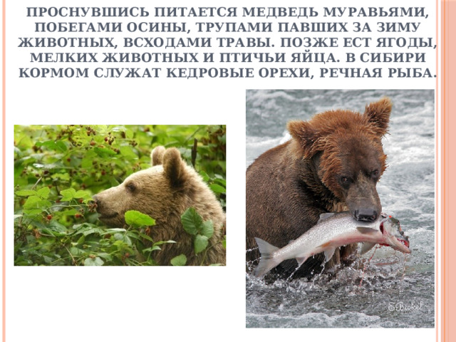 Проснувшись питается медведь муравьями, побегами осины, трупами павших за зиму животных, всходами травы. Позже ест ягоды, мелких животных и птичьи яйца. В Сибири кормом служат кедровые орехи, речная рыба. 