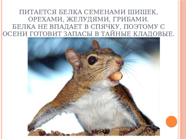 Питается белка семенами шишек, орехами, желудями, грибами.  Белка не впадает в спячку, поэтому с осени готовит запасы в тайные кладовые.   