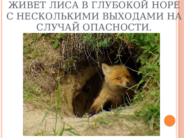 Живет лиса в глубокой норе с несколькими выходами на случай опасности. 