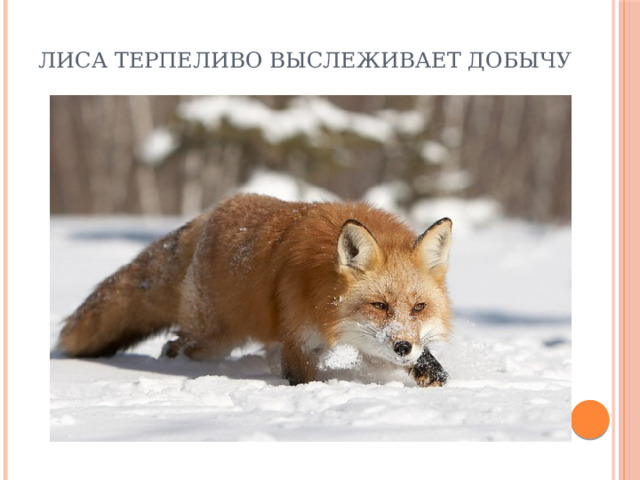 Лиса терпеливо выслеживает добычу 