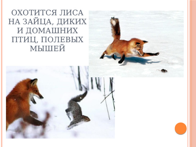 Охотится лиса на зайца, диких и домашних птиц, полевых мышей 