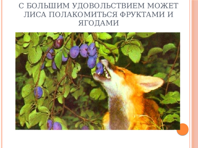 С большим удовольствием может лиса полакомиться фруктами и ягодами 