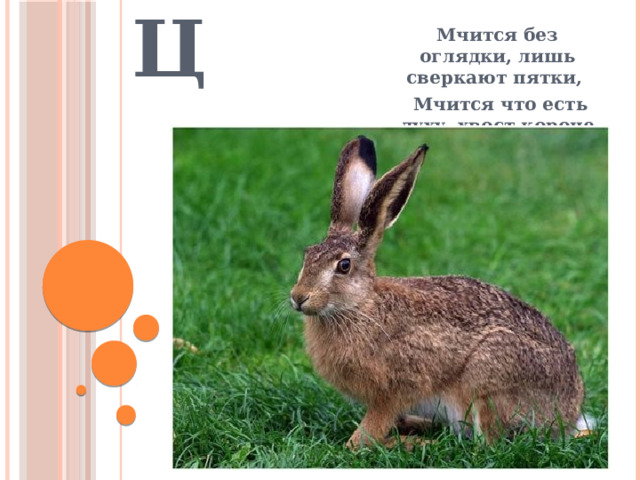 Заяц Мчится без оглядки, лишь сверкают пятки,  Мчится что есть духу, хвост короче уха.  