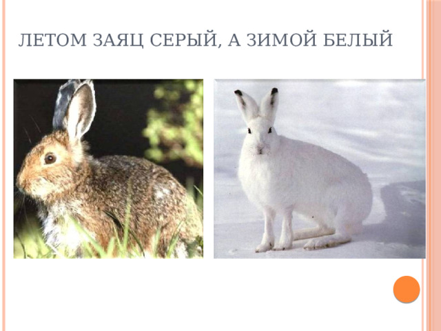 Летом заяц серый, а зимой белый 