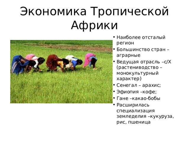 Экономика Тропической Африки Наиболее отсталый регион Большинство стран –аграрные Ведущая отрасль –с/Х (растениводство –монокультурный характер) Сенегал – арахис; Эфиопия –кофе; Гане –какао-бобы Расширилась специализация земледелия –кукуруза, рис, пшеница 
