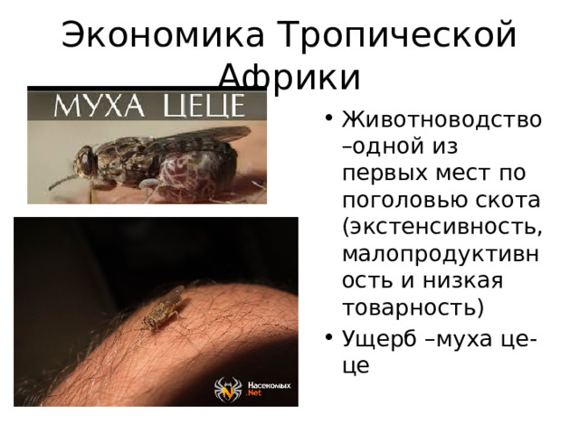 Экономика Тропической Африки Животноводство –одной из первых мест по поголовью скота (экстенсивность, малопродуктивность и низкая товарность) Ущерб –муха це-це 