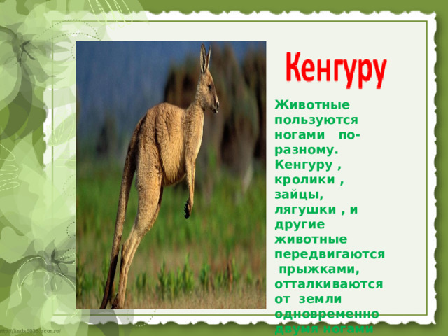 Животные пользуются ногами по- разному. Кенгуру , кролики , зайцы, лягушки , и другие животные передвигаются прыжками, отталкиваются от земли одновременно двумя ногами 