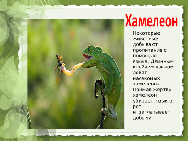 Некоторые животные добывают пропитание с помощью языка. Длинным клейким языком ловят насекомых хамелеоны. Поймав жертву, хамелеон убирает язык в рот и заглатывает добычу 