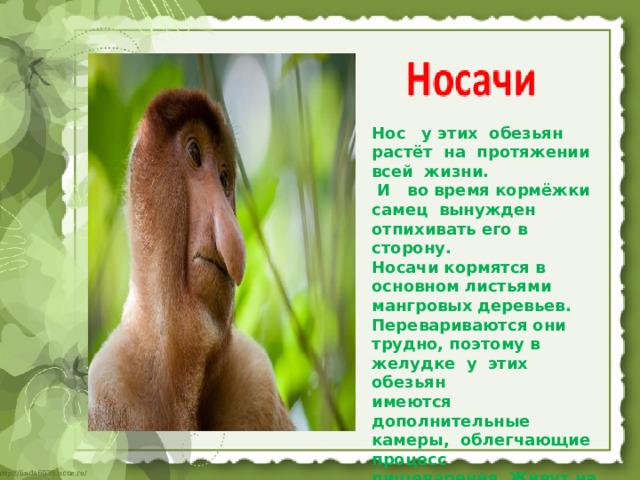 Нос  у этих обезьян растёт на протяжении всей жизни.  И во время кормёжки самец вынужден отпихивать его в сторону. Носачи кормятся в основном листьями мангровых деревьев. Перевариваются они трудно, поэтому в желудке у этих обезьян имеются дополнительные камеры, облегчающие процесс пищеварения . Живут на острове Калиматан 