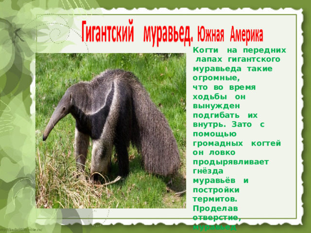 Когти на передних лапах гигантского муравьеда такие огромные, что во время ходьбы он вынужден подгибать их внутрь. Зато с помощью громадных когтей он ловко продырявливает гнёзда муравьёв и постройки термитов. Проделав отверстие, муравьед просовывает в него длинный клейкий язык и вытаскивает им насекомых . 