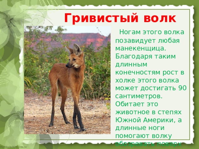Гривистый волк  Ногам этого волка позавидует любая манекенщица. Благодаря таким длинным конечностям рост в холке этого волка может достигать 90 сантиметров. Обитает это животное в степях Южной Америки, а длинные ноги помогают волку обозревать поверх травы окружающие ландшафты 