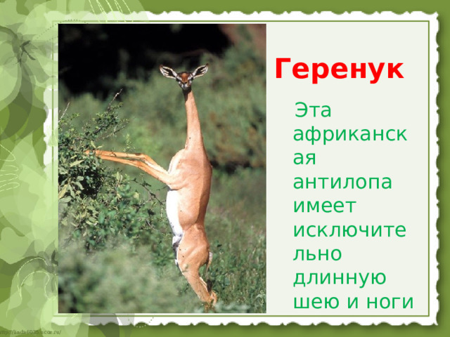 Геренук    Эта африканская антилопа имеет исключительно длинную шею и ноги 