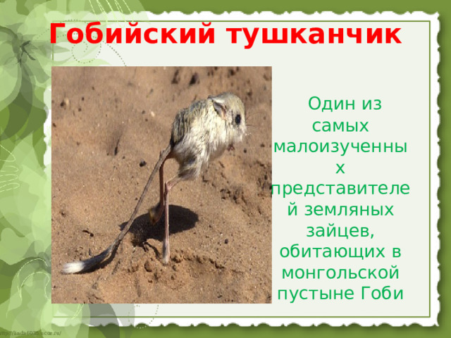 Гобийский тушканчик  Один из самых малоизученных представителей земляных зайцев, обитающих в монгольской пустыне Гоби 
