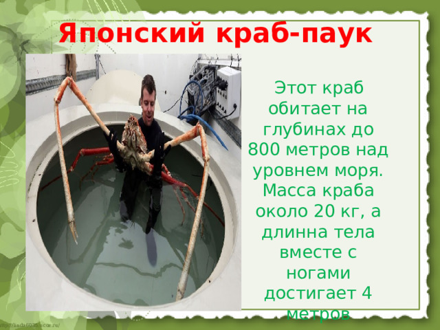 Японский краб-паук   Этот краб обитает на глубинах до 800 метров над уровнем моря. Масса краба около 20 кг, а длинна тела вместе с ногами достигает 4 метров 