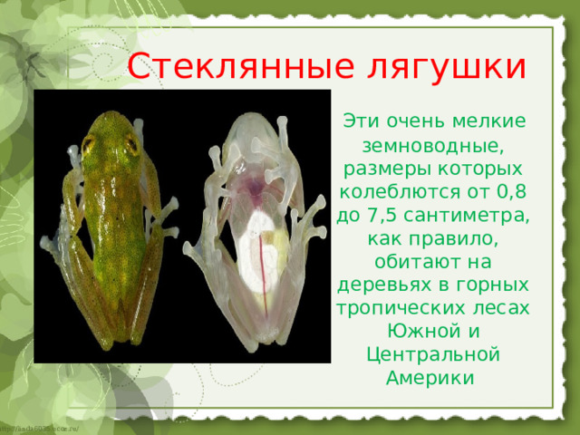 Стеклянные лягушки    Эти очень мелкие земноводные, размеры которых колеблются от 0,8 до 7,5 сантиметра, как правило, обитают на деревьях в горных тропических лесах Южной и Центральной Америки  
