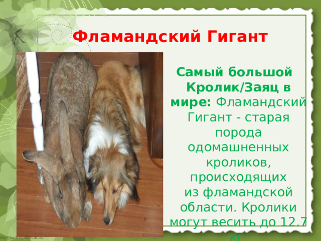 Фламандский Гигант  Самый большой Кролик/Заяц в мире: Фламандский Гигант - старая порода одомашненных кроликов, происходящих из фламандской области. Кролики могут весить до 12.7 кг. 