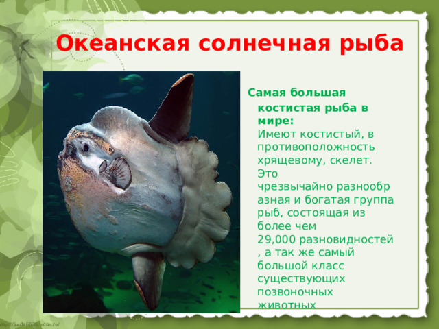 Океанская солнечная рыба    Самая большая костистая рыба в мире: Имеют костистый, в противоположность хрящевому, скелет. Это чрезвычайно разнообразная и богатая группа рыб, состоящая из более чем 29,000 разновидностей, а так же самый большой класс существующих позвоночных  животных 