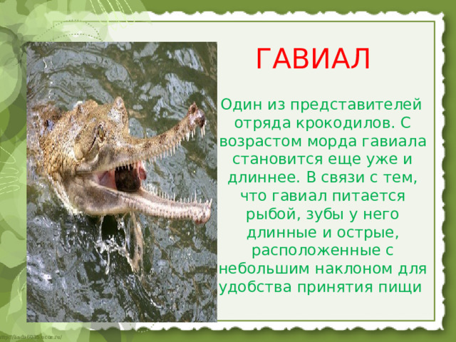 ГАВИАЛ  Один из представителей отряда крокодилов. С возрастом морда гавиала становится еще уже и длиннее. В связи с тем, что гавиал питается рыбой, зубы у него длинные и острые, расположенные с небольшим наклоном для удобства принятия пищи     