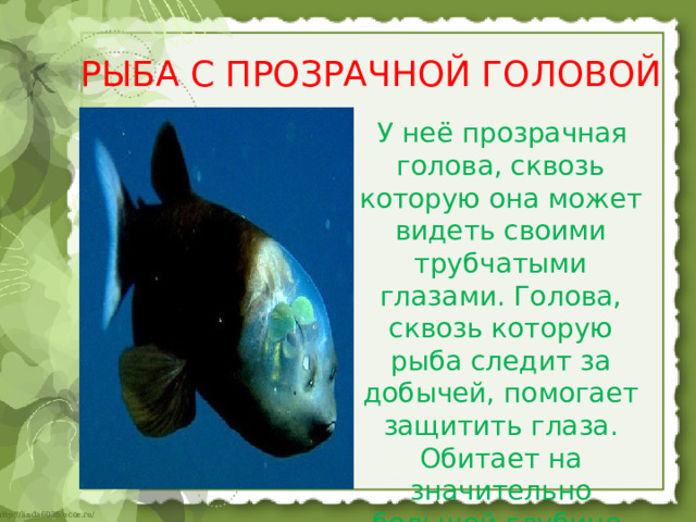 РЫБА С ПРОЗРАЧНОЙ ГОЛОВОЙ  У неё прозрачная голова, сквозь которую она может видеть своими трубчатыми глазами. Голова, сквозь которую рыба следит за добычей, помогает защитить глаза. Обитает на значительно большой глубине     