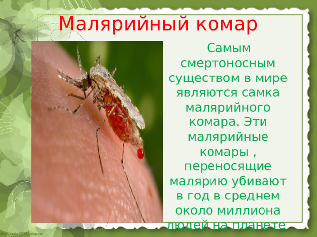 Малярийный комар  Самым смертоносным существом в мире являются самка малярийного комара. Эти малярийные комары , переносящие малярию убивают в год в среднем около миллиона людей на планете 
