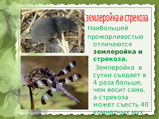 Наибольшей прожорливостью отличаются землеройка и стрекоза.  Землеройка в сутки съедает в 4 раза больше, чем весит сама, а стрекоза может съесть 40 комнатных мух 