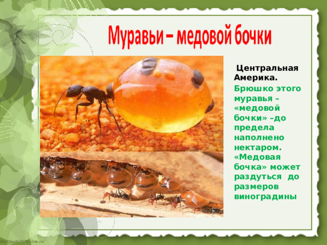  Центральная Америка. Брюшко этого муравья – «медовой бочки» –до предела наполнено нектаром. «Медовая бочка» может раздуться до размеров виноградины ..  