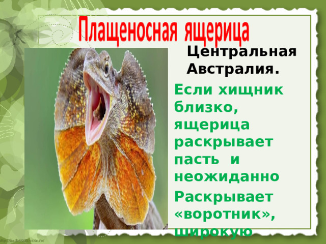 Центральная Австралия. Если хищник близко, ящерица раскрывает пасть и неожиданно Раскрывает «воротник», широкую складку кожи вокруг шеи 