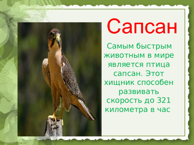  Самым быстрым животным в мире является птица сапсан. Этот хищник способен развивать скорость до 321 километра в час 
