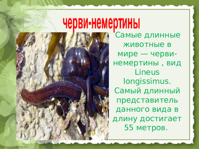  Самые длинные животные в мире — черви-немертины , вид Lineus longissimus. Самый длинный представитель данного вида в длину достигает 55 метров. 