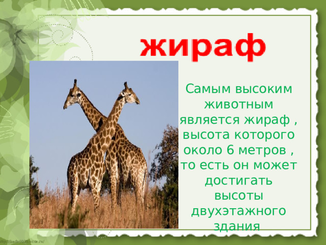Самым высоким животным является жираф , высота которого около 6 метров , то есть он может достигать высоты двухэтажного здания   