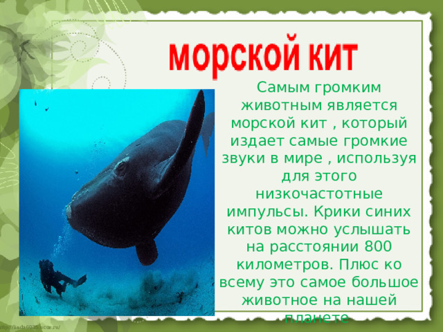 Самым громким животным является морской кит , который издает самые громкие звуки в мире , используя для этого низкочастотные импульсы. Крики синих китов можно услышать на расстоянии 800 километров. Плюс ко всему это самое большое животное на нашей планете    