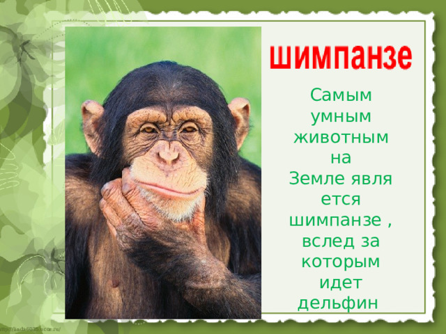 Самым умным животным на Земле является шимпанзе , вслед за которым идет дельфин   