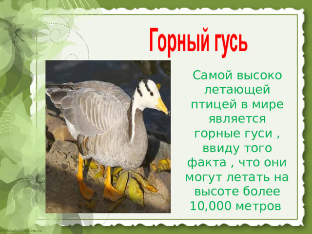 Самой высоко летающей птицей в мире является горные гуси , ввиду того факта , что они могут летать на высоте более 10,000 метров   