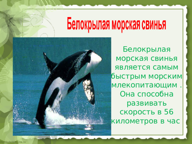 Белокрылая морская свинья является самым быстрым морским млекопитающим . Она способна развивать скорость в 56 километров в час   