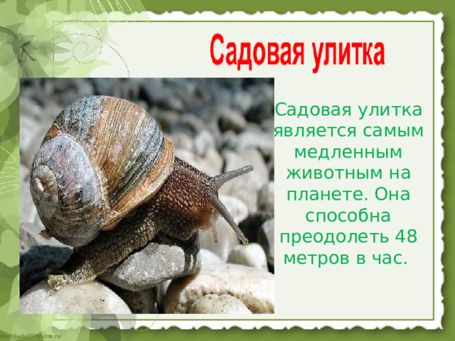 Садовая улитка является самым медленным животным на планете. Она способна преодолеть 48 метров в час.   