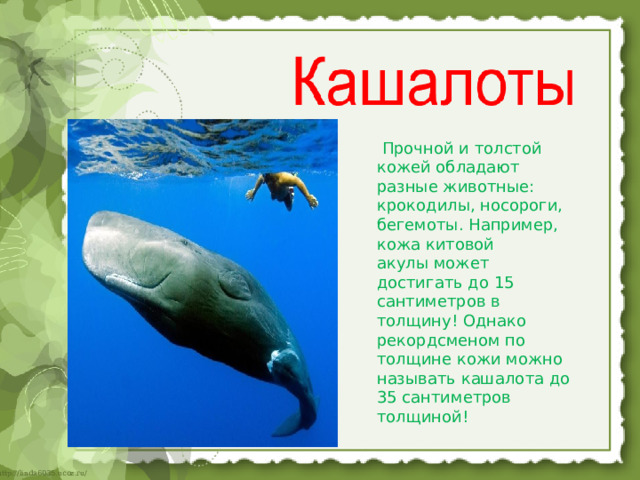  Прочной и толстой кожей обладают разные животные: крокодилы, носороги, бегемоты. Например, кожа китовой акулы может достигать до 15 сантиметров в толщину! Однако рекордсменом по толщине кожи можно называть кашалота до 35 сантиметров толщиной! 
