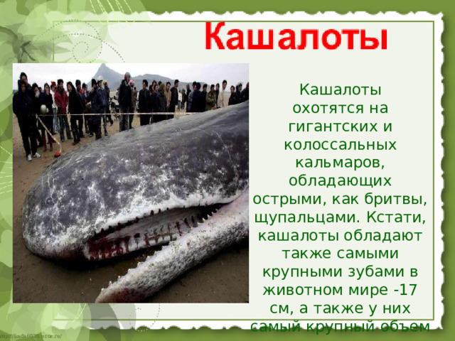 Кашалоты охотятся на гигантских и колоссальных кальмаров, обладающих острыми, как бритвы, щупальцами. Кстати, кашалоты обладают также самыми крупными зубами в животном мире -17 см, а также у них самый крупный объем мозга   