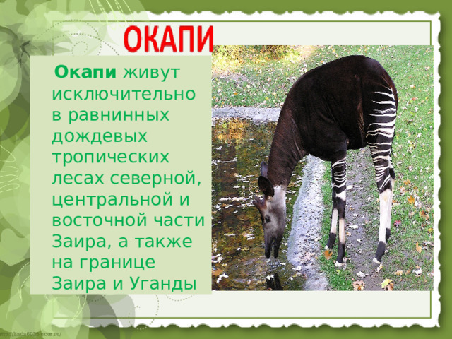 Окапи живут исключительно в равнинных дождевых тропических лесах северной, центральной и восточной части Заира, а также на границе Заира и Уганды  