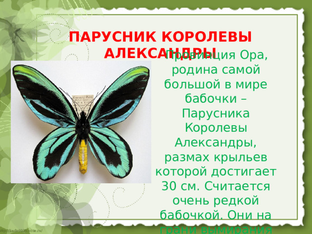 ПАРУСНИК КОРОЛЕВЫ АЛЕКСАНДРЫ    Провинция Ора, родина самой большой в мире бабочки – Парусника Королевы Александры, размах крыльев которой достигает 30 см. Считается очень редкой бабочкой. Они на грани вымирания 