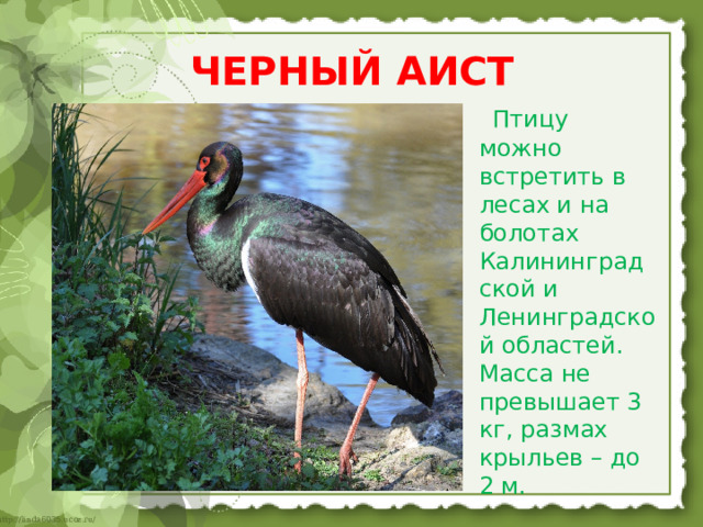 ЧЕРНЫЙ АИСТ    Птицу можно встретить в лесах и на болотах Калининградской и Ленинградской областей. Масса не превышает 3 кг, размах крыльев – до 2 м. 
