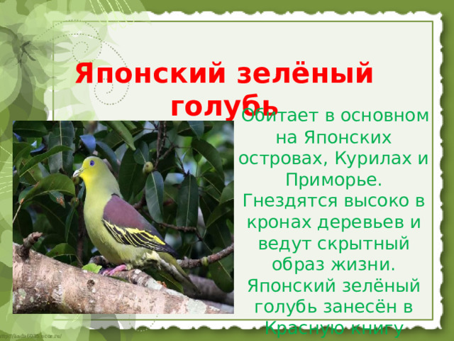 Японский зелёный голубь    Обитает в основном на Японских островах, Курилах и Приморье. Гнездятся высоко в кронах деревьев и ведут скрытный образ жизни. Японский зелёный голубь занесён в Красную книгу России   