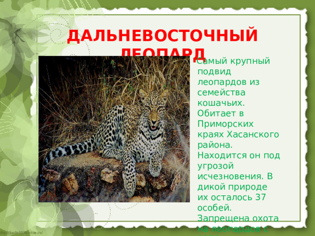 ДАЛЬНЕВОСТОЧНЫЙ ЛЕОПАРД    Самый крупный подвид леопардов из семейства кошачьих. Обитает в Приморских краях Хасанского района. Находится он под угрозой исчезновения. В дикой природе их осталось 37 особей. Запрещена охота на леопардов с 1956 года 