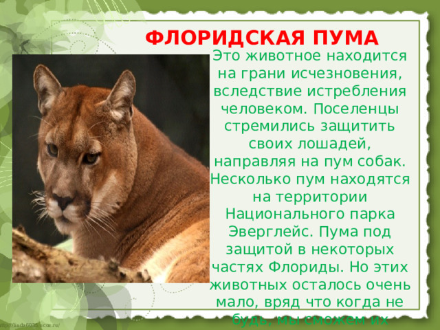 ФЛОРИДСКАЯ ПУМА Это животное находится на грани исчезновения, вследствие истребления человеком. Поселенцы стремились защитить своих лошадей, направляя на пум собак. Несколько пум находятся на территории Национального парка Эверглейс. Пума под защитой в некоторых частях Флориды. Но этих животных осталось очень мало, вряд что когда не будь, мы сможем их увидеть   