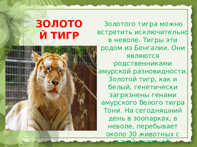 ЗОЛОТОЙ ТИГР    Золотого тигра можно встретить исключительно в неволе. Тигры эти родом из Бенгалии. Они являются родственниками амурской разновидности. Золотой тигр, как и белый, генетически загрязнены генами амурского белого тигра Тони. На сегодняшний день в зоопарках, в неволе, перебывает около 30 животных с такой окраской 
