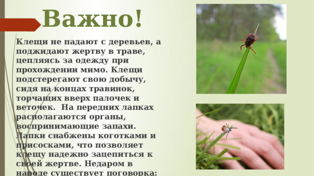 Важно! Клещи не падают с деревьев, а поджидают жертву в траве, цепляясь за одежду при прохождении мимо. Клещи подстерегают свою добычу, сидя на концах травинок, торчащих вверх палочек и веточек. На передних лапках располагаются органы, воспринимающие запахи. Лапки снабжены коготками и присосками, что позволяет клещу надежно зацепиться к своей жертве. Недаром в народе существует поговорка: «Вцепился как клещ». 