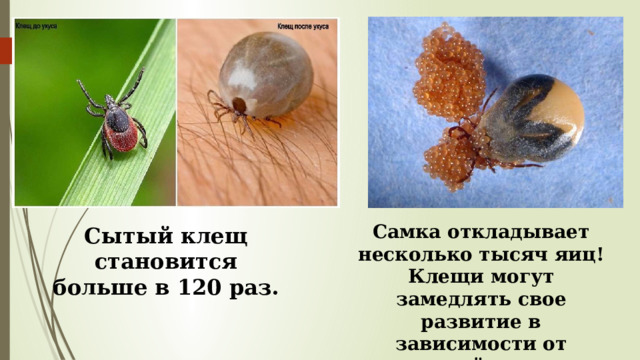 Самка откладывает несколько тысяч яиц! Клещи могут замедлять свое развитие в зависимости от изменений климата. Сытый клещ становится больше в 120 раз. 